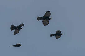 Alpine Chough