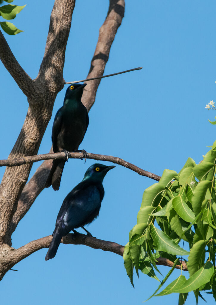 Greater Blue-eared Starling