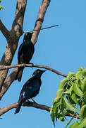 Greater Blue-eared Starling