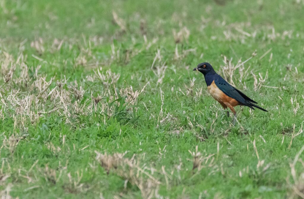 Hildebrandt's Starling