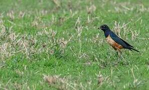 Hildebrandt's Starling