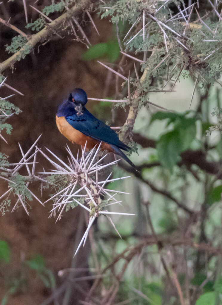 Hildebrandt's Starling