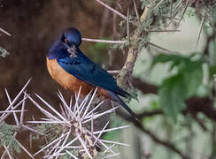 Hildebrandt's Starling