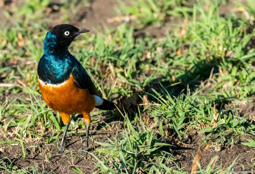 Superb Starling