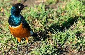 Superb Starling