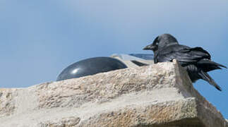 Western Jackdaw