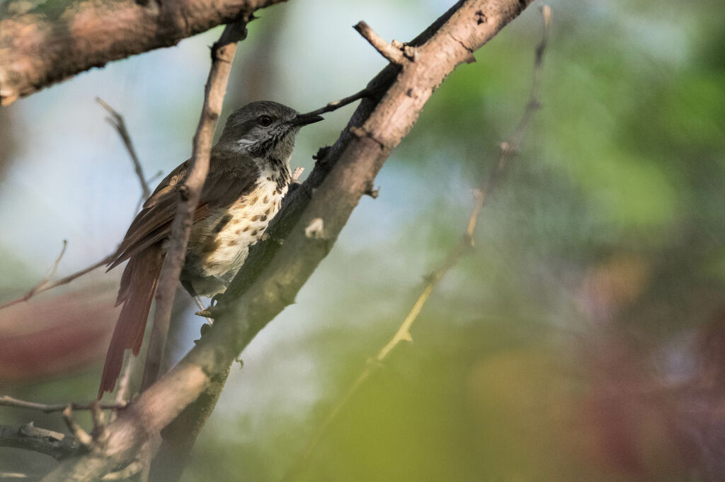 Spotted Palm Thrush