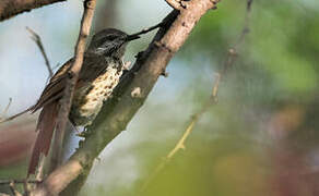 Spotted Palm Thrush