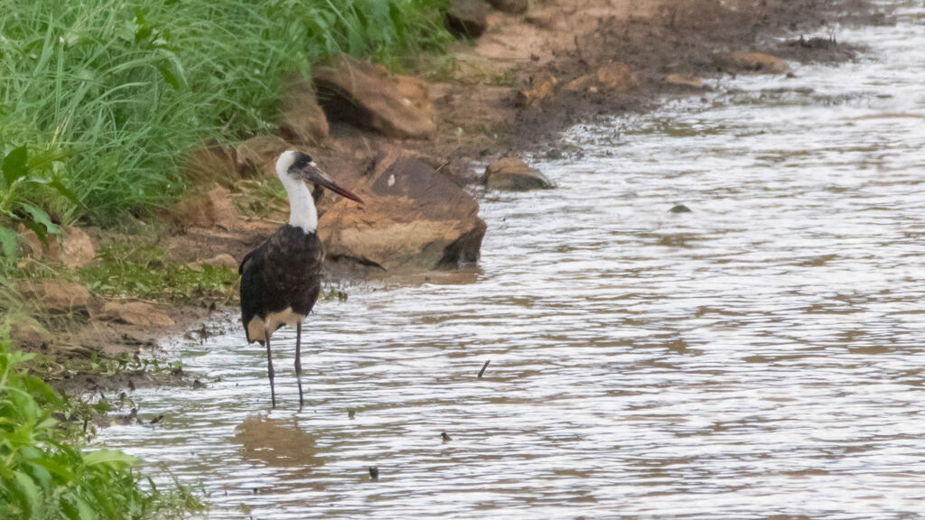 African Woolly-necked Stork