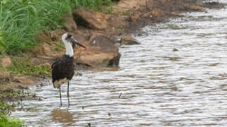 African Woolly-necked Stork