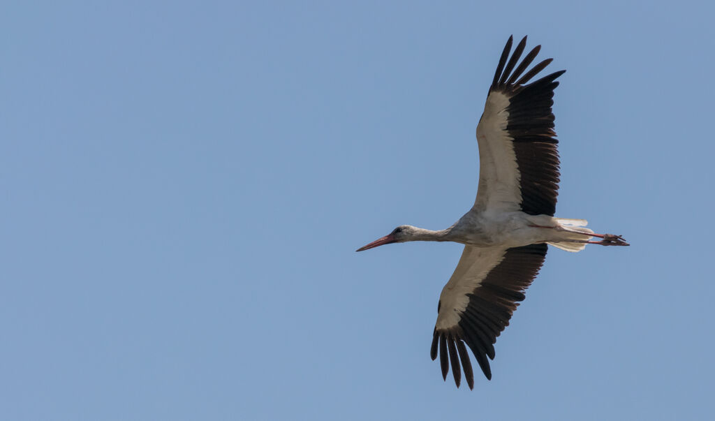 White Storkjuvenile