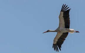 Cigogne blanche