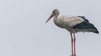 White Stork