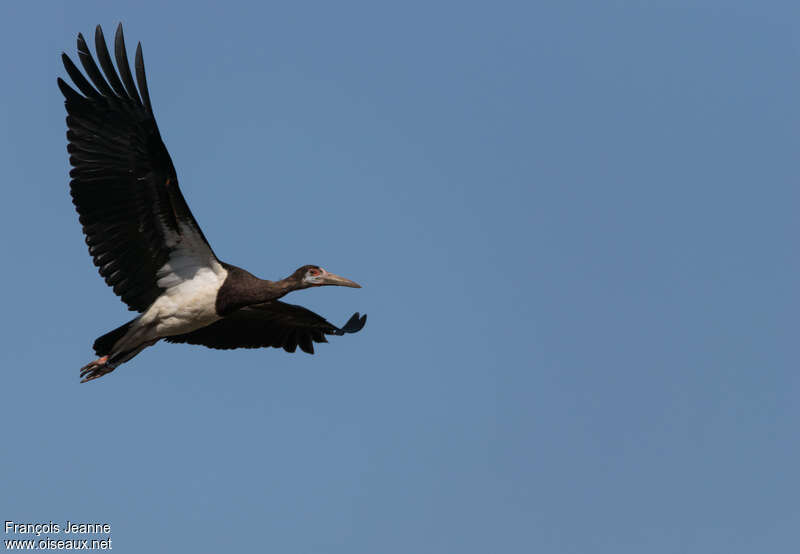 Abdim's Storkadult breeding, Flight
