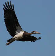 Abdim's Stork