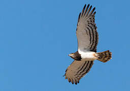 Black-chested Snake Eagle