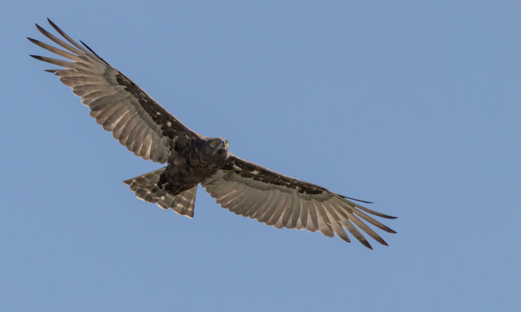 Brown Snake Eagle