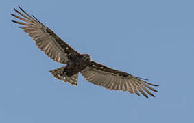 Brown Snake Eagle