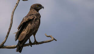 Brown Snake Eagle