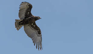 Brown Snake Eagle