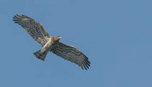 Short-toed Snake Eagle