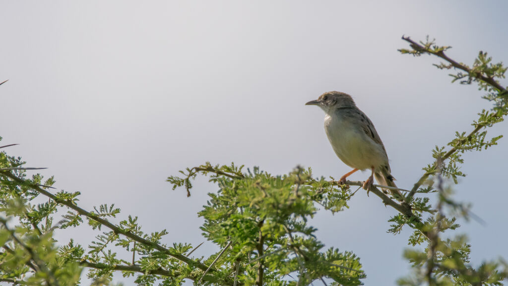 Ashy Cisticola