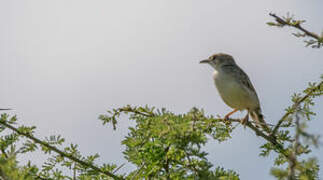 Ashy Cisticola