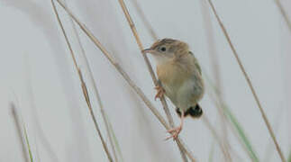 Zitting Cisticola