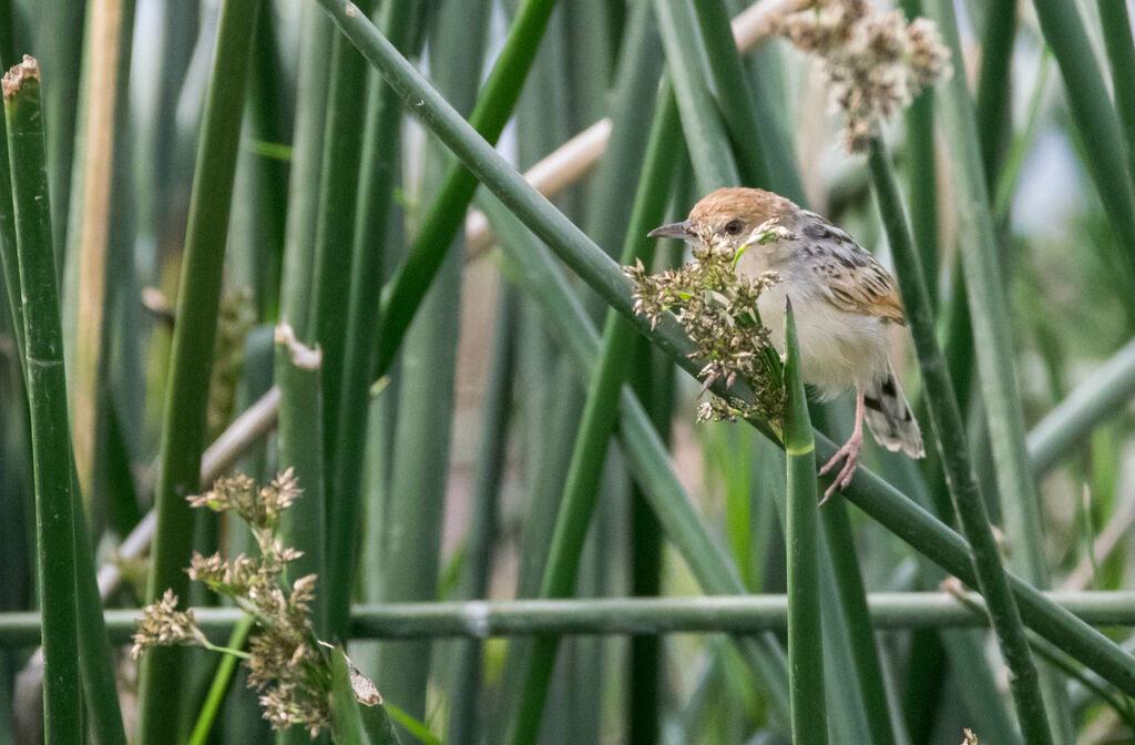 Winding Cisticola