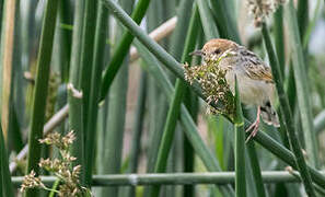 Winding Cisticola