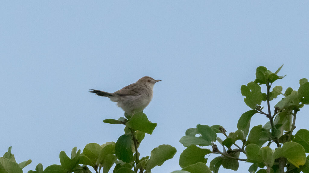 Rattling Cisticola