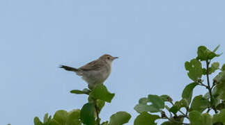 Rattling Cisticola