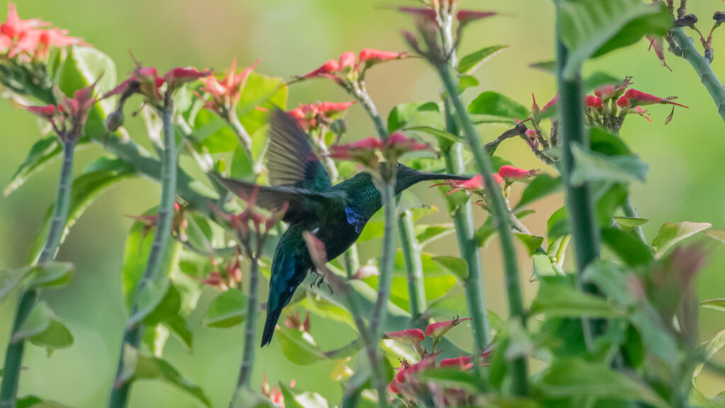 Colibri falle-vert