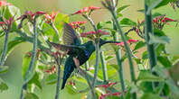 Colibri falle-vert