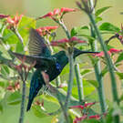 Colibri falle-vert