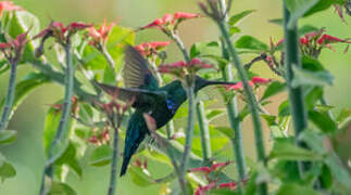 Green-throated Carib