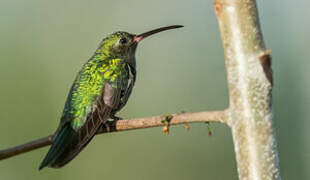 Green-tailed Goldenthroat