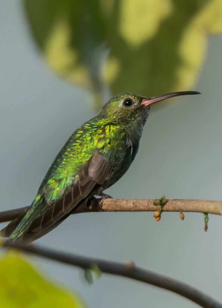 Green-tailed Goldenthroat