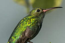 Colibri tout-vert