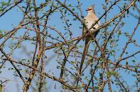 Blue-naped Mousebird