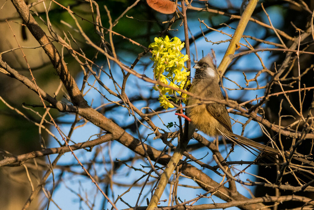 Speckled Mousebird