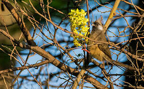 Speckled Mousebird