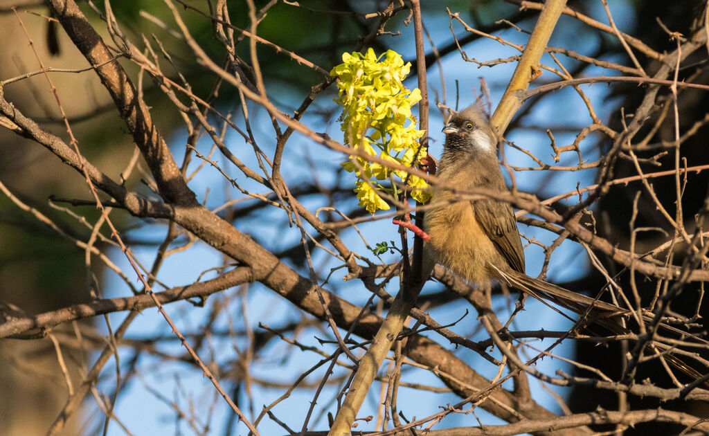 Speckled Mousebird