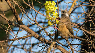 Speckled Mousebird