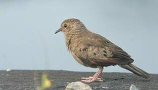 Common Ground Dove