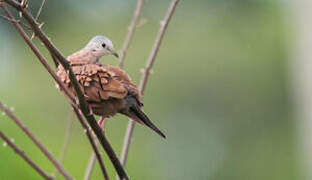 Ruddy Ground Dove