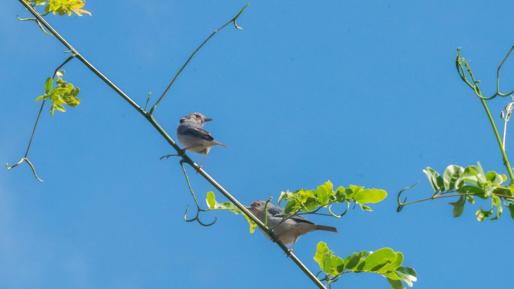 Bicolored Conebill