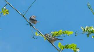 Bicolored Conebill