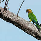 Conure cuivrée