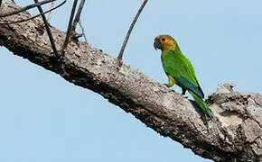 Brown-throated Parakeet